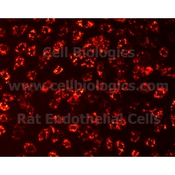Rat Primary Colonic Microvascular Endothelial Cells